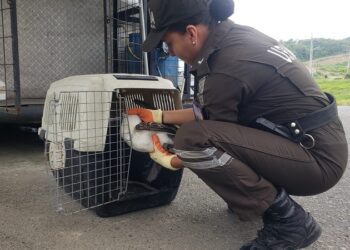 Rescatan a un Piquero de Patas Azules en Playa Las Palmas