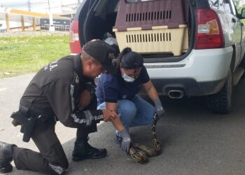 Policía del Medio Ambiente (UPMA) trabaja a favor del medio ambiente y la vida silvestre   