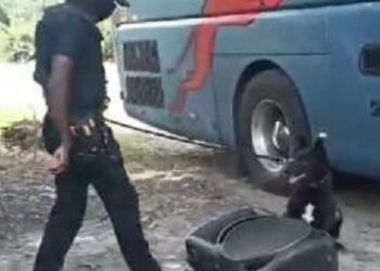 En la parroquia San Mateo Policía incautó droga transportada de manera camuflada   
