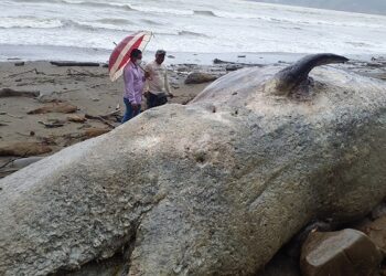 Hallan ballena muerta en playa del Cabo San Francisco