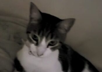 Cómo afectan los perros y los gatos al clima (y qué se puede hacer al respecto)