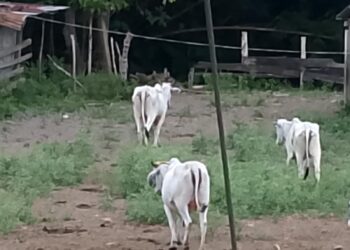 Recuperación de ganado vacuno en Atacames: Tres animales devueltos a sus propietarios