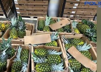Interceptan cocaína en láminas de cartón con destino a España valorada en más de 10 millones de dólares, Video